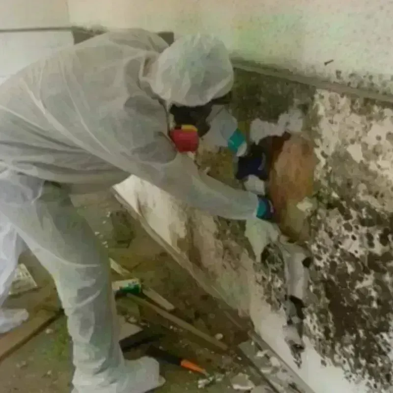 Mold Remediation and Removal in Douglasville, GA